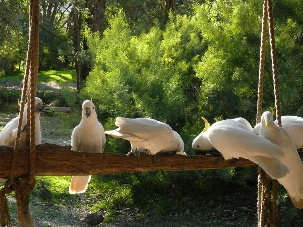 The Burrow At Wombat Bend Villa Dixons Creek Ruang foto